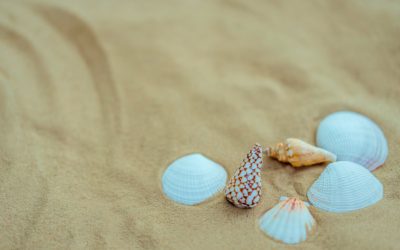 Seashells to Bitcoin: The Evolution of Money