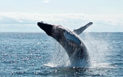 The Number of Bitcoin Whales with More Than 1,000 BTC to Their Name Is Increasing Exponentially. Is the Trend Signalling Another Bull Run for Bitcoin?